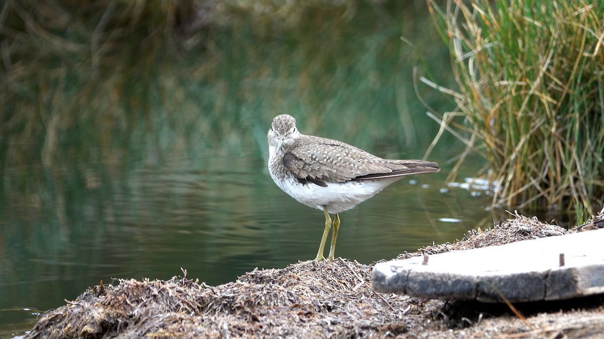 Solitary Sandpiper - ML615448358