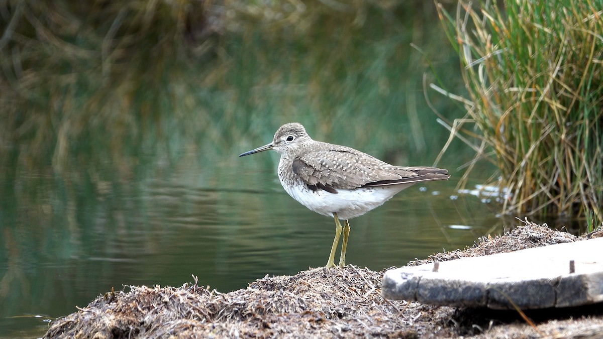 Solitary Sandpiper - ML615448359