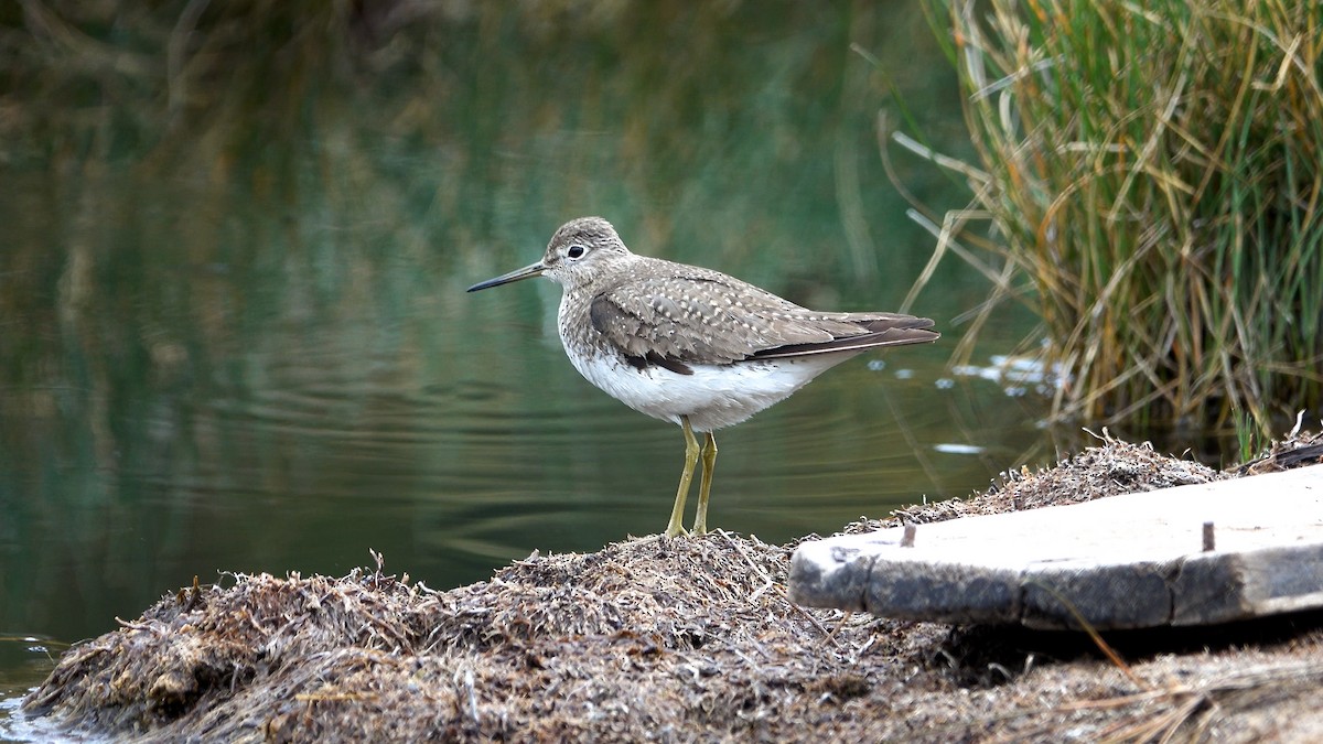 Solitary Sandpiper - ML615448360