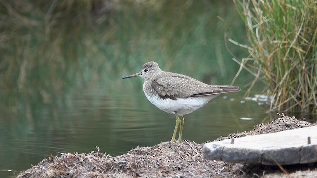 Solitary Sandpiper - ML615448426