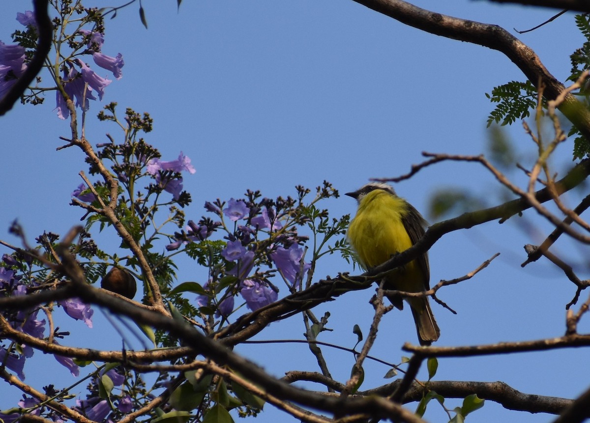 Social Flycatcher - ML615448436