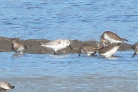 Sanderling - Garrett Lau