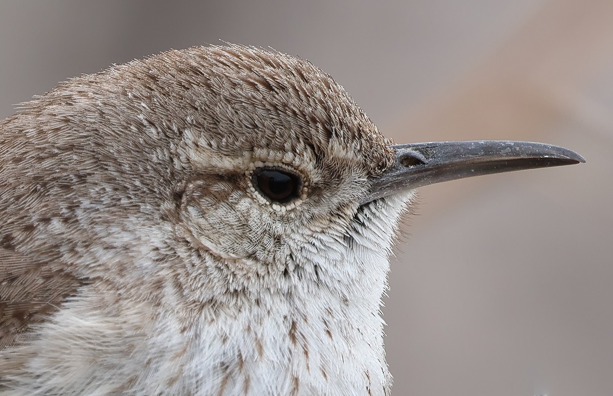 Rock Wren - ML615448505