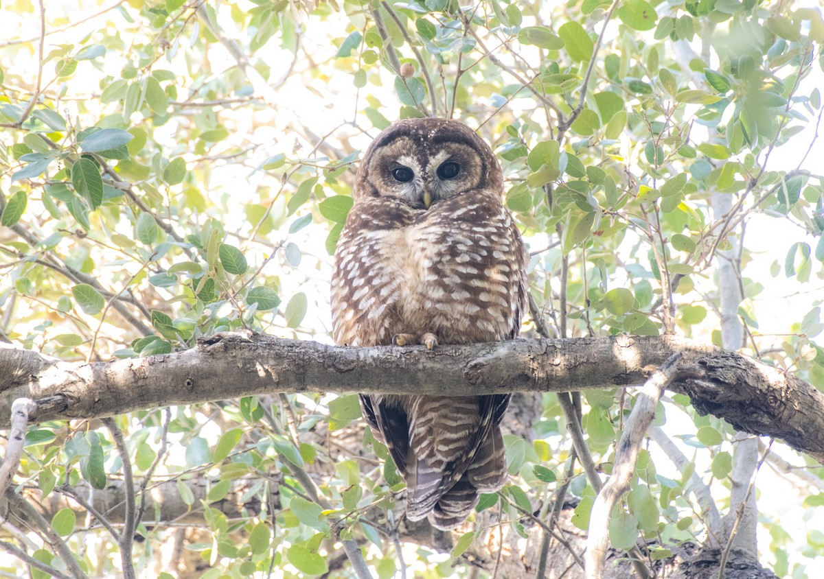 Spotted Owl - ML615448548