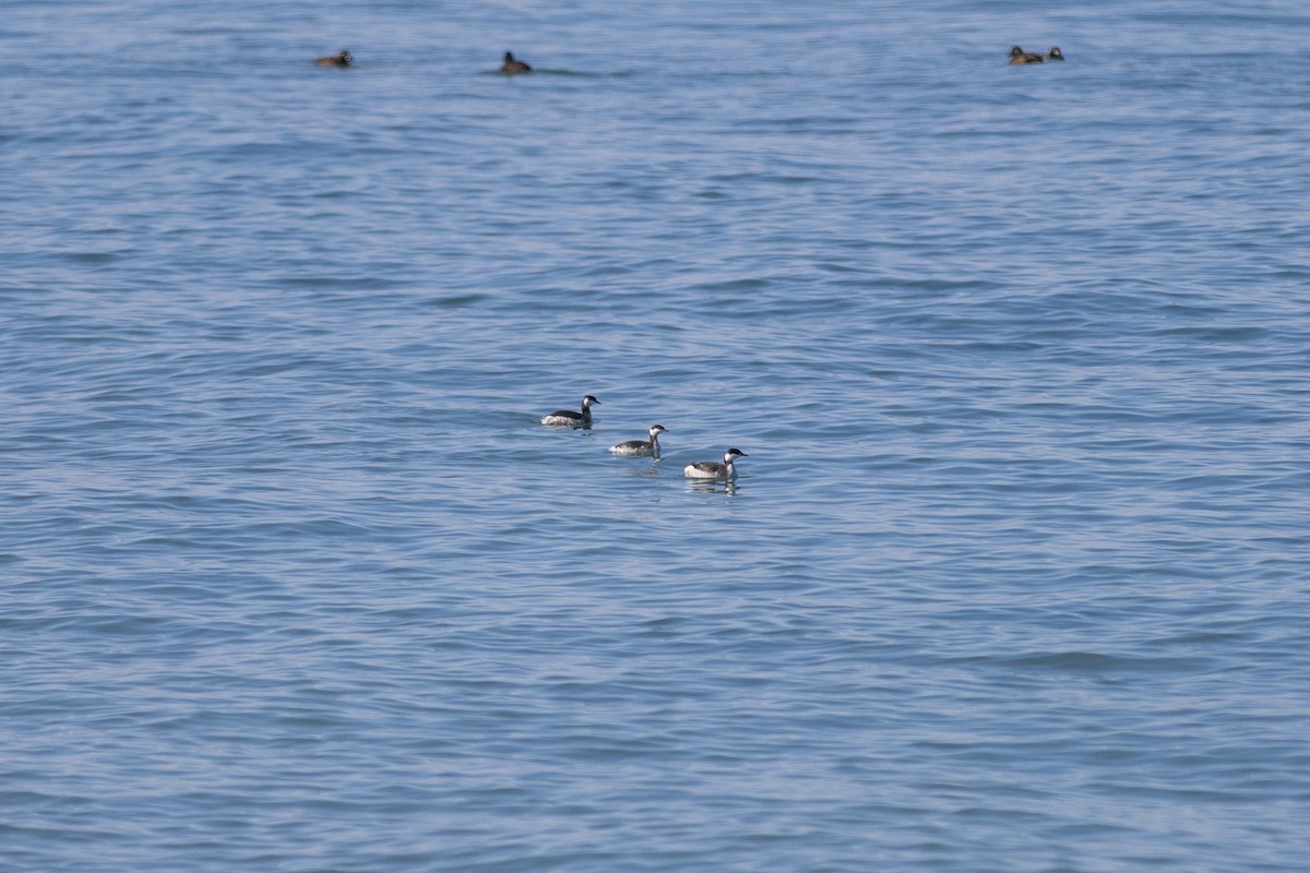 horndykker - ML615448593