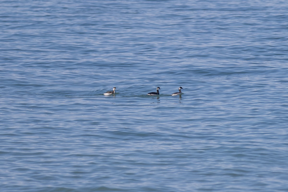 Horned Grebe - ML615448596