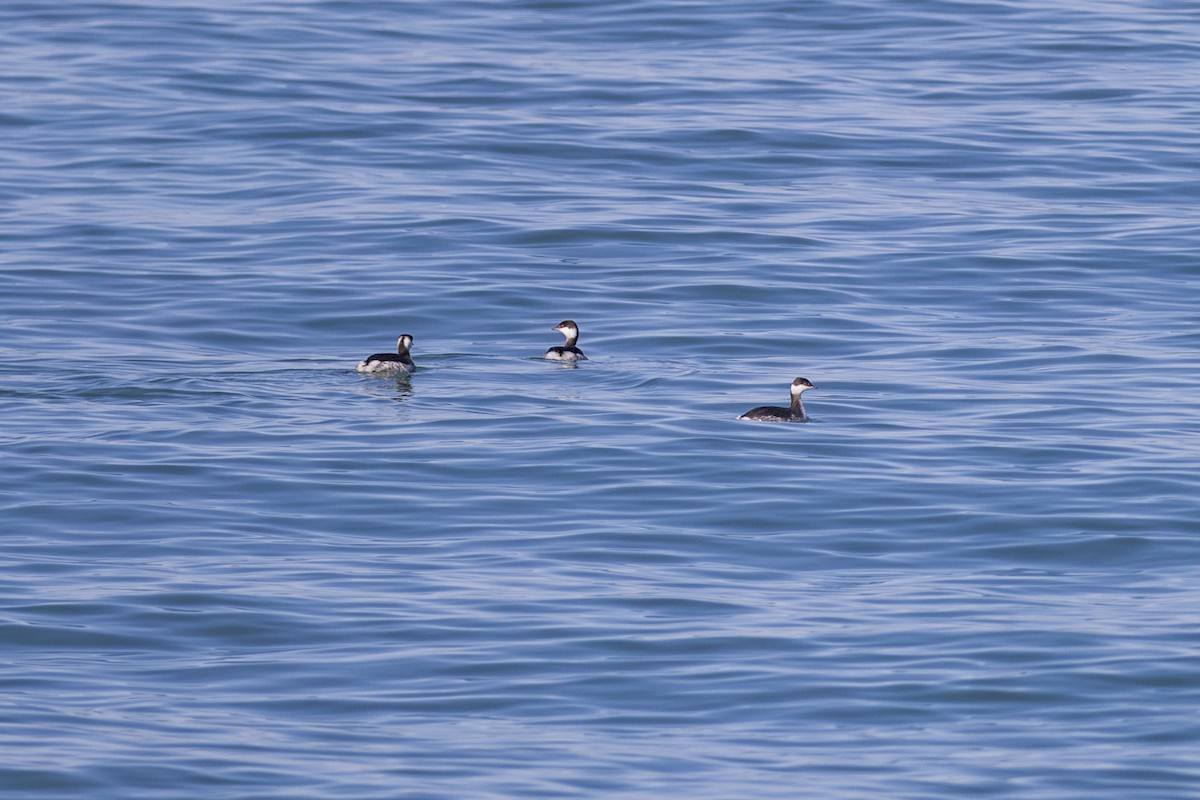 horndykker - ML615448598