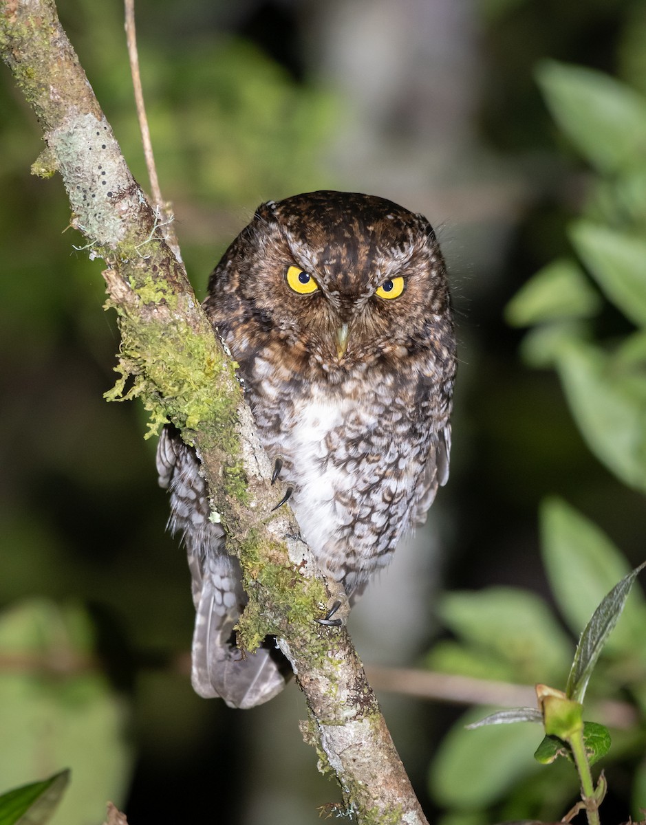 Bearded Screech-Owl - ML615448662