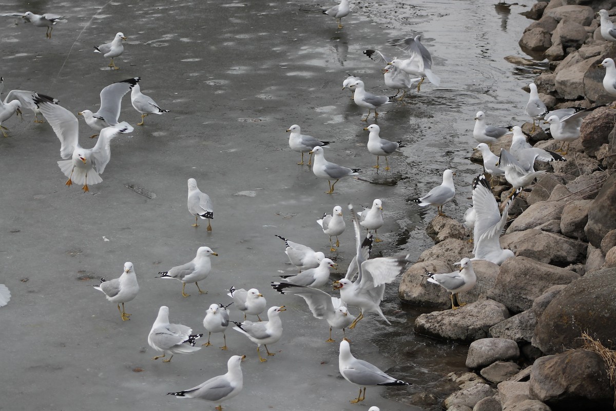 Ring-billed Gull - ML615448738