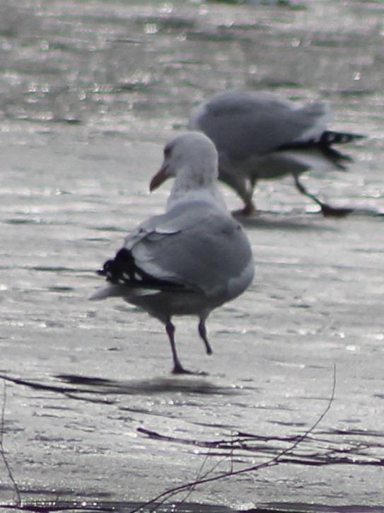 Gaviota Argéntea (americana) - ML615448929