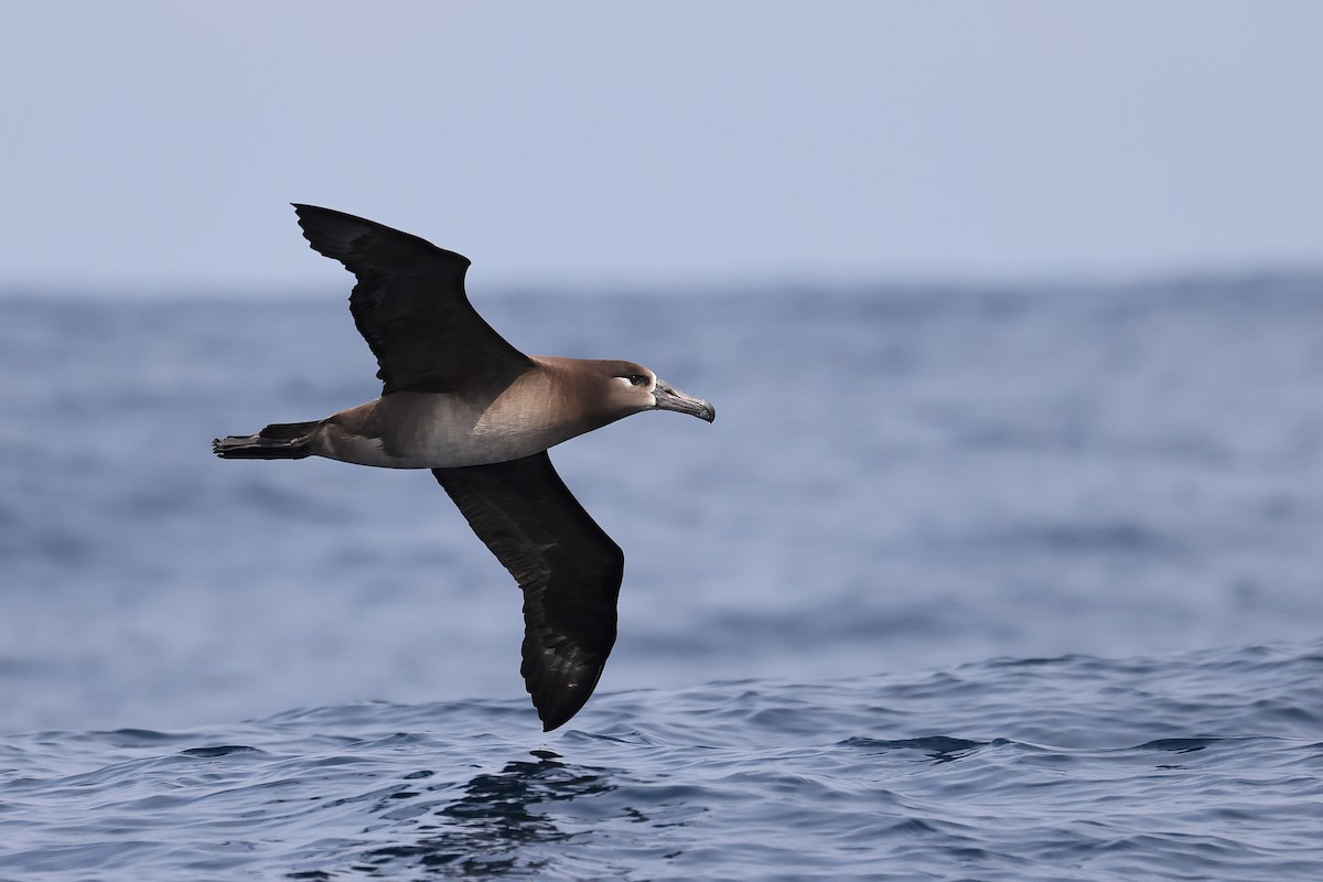 Black-footed Albatross - Hao Zheng