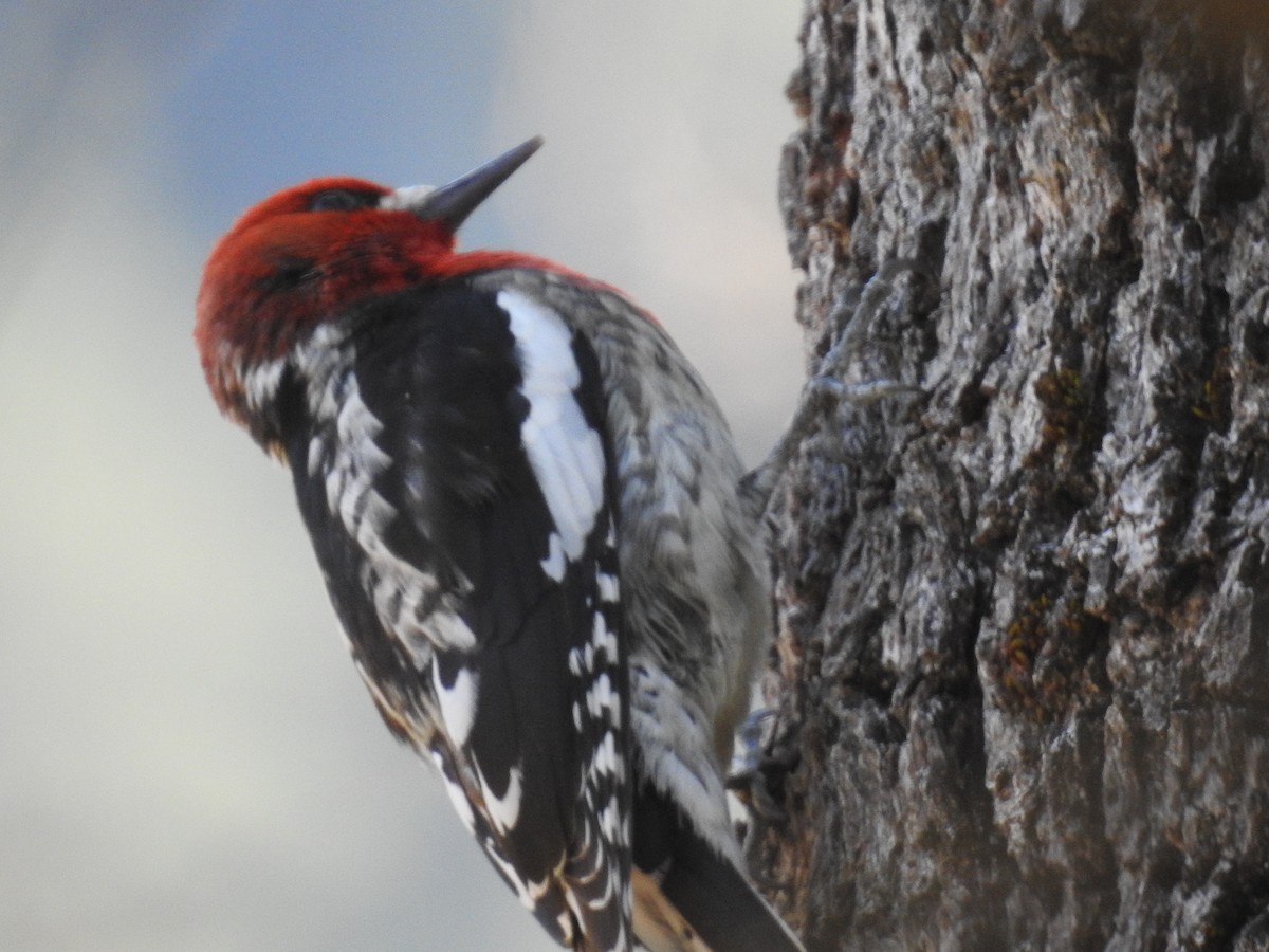 Red-breasted Sapsucker - ML615448993