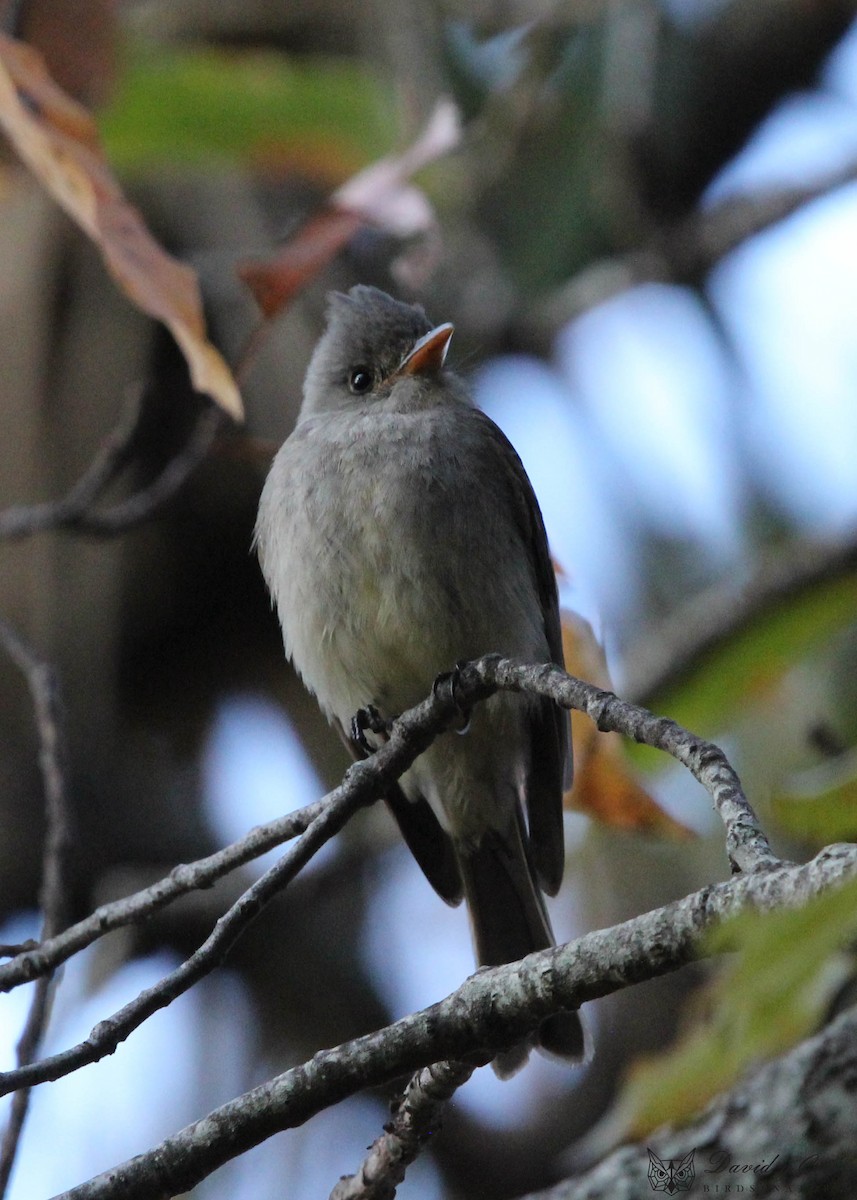 Greater Pewee - ML615449053
