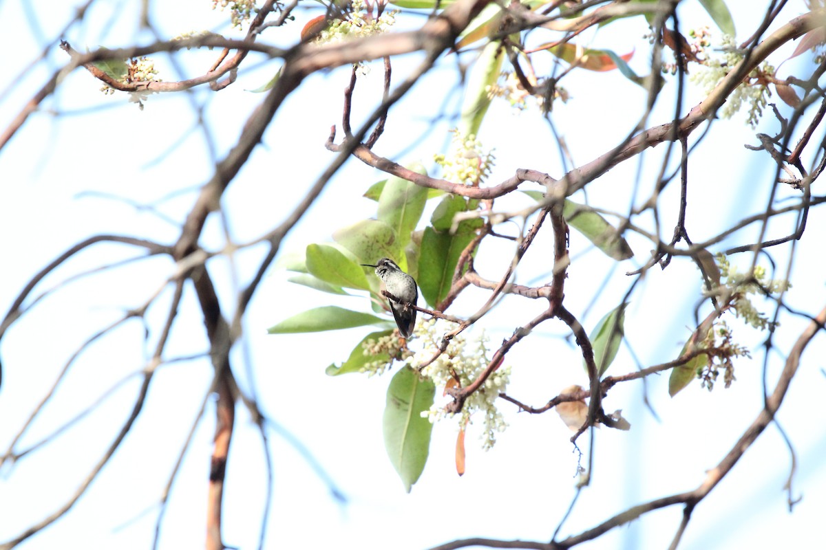 White-eared Hummingbird - ML615449065