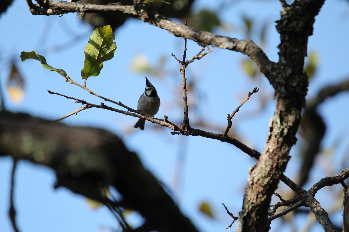 Bridled Titmouse - ML615449101