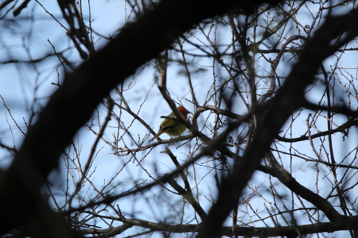 Red-headed Tanager - ML615449111