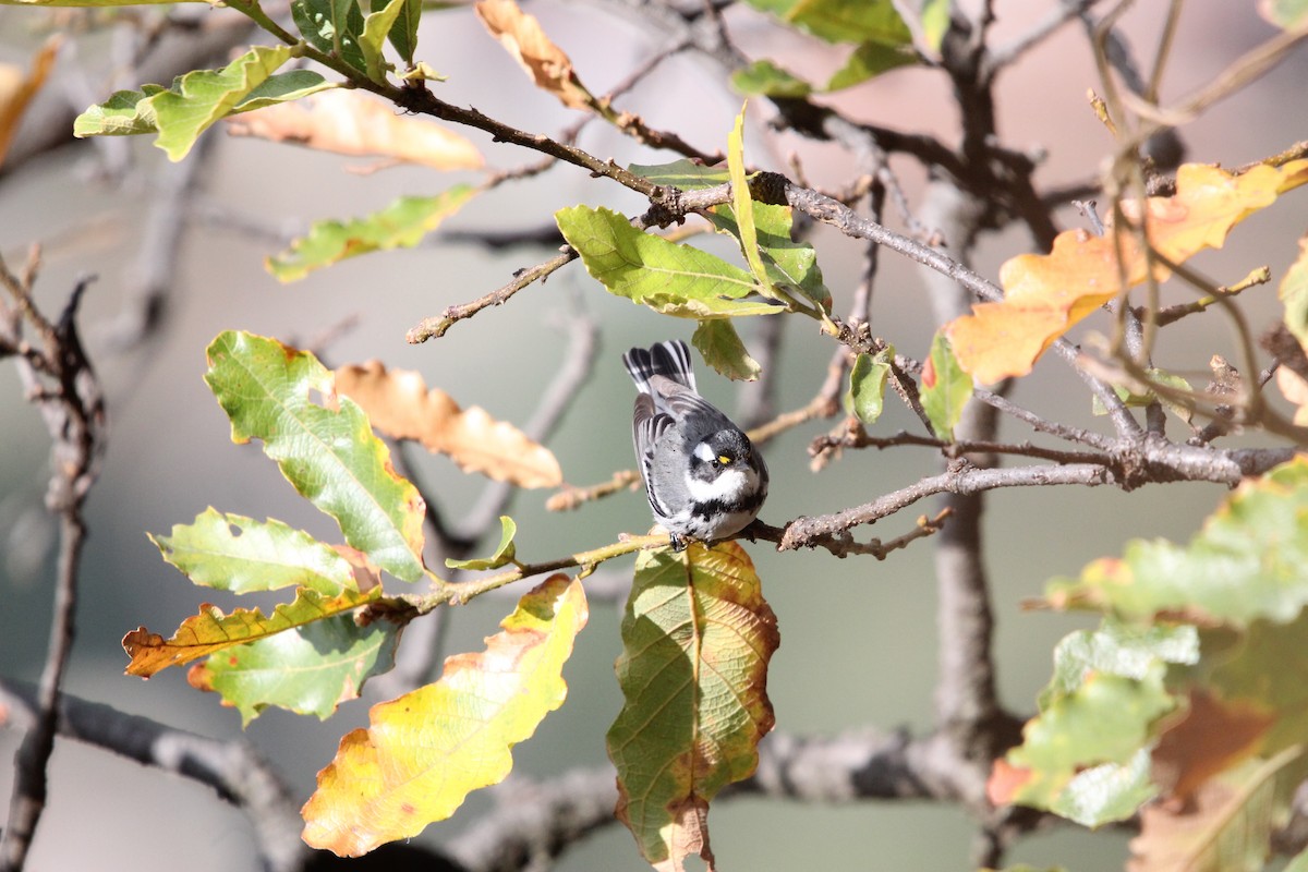 Black-throated Gray Warbler - ML615449181