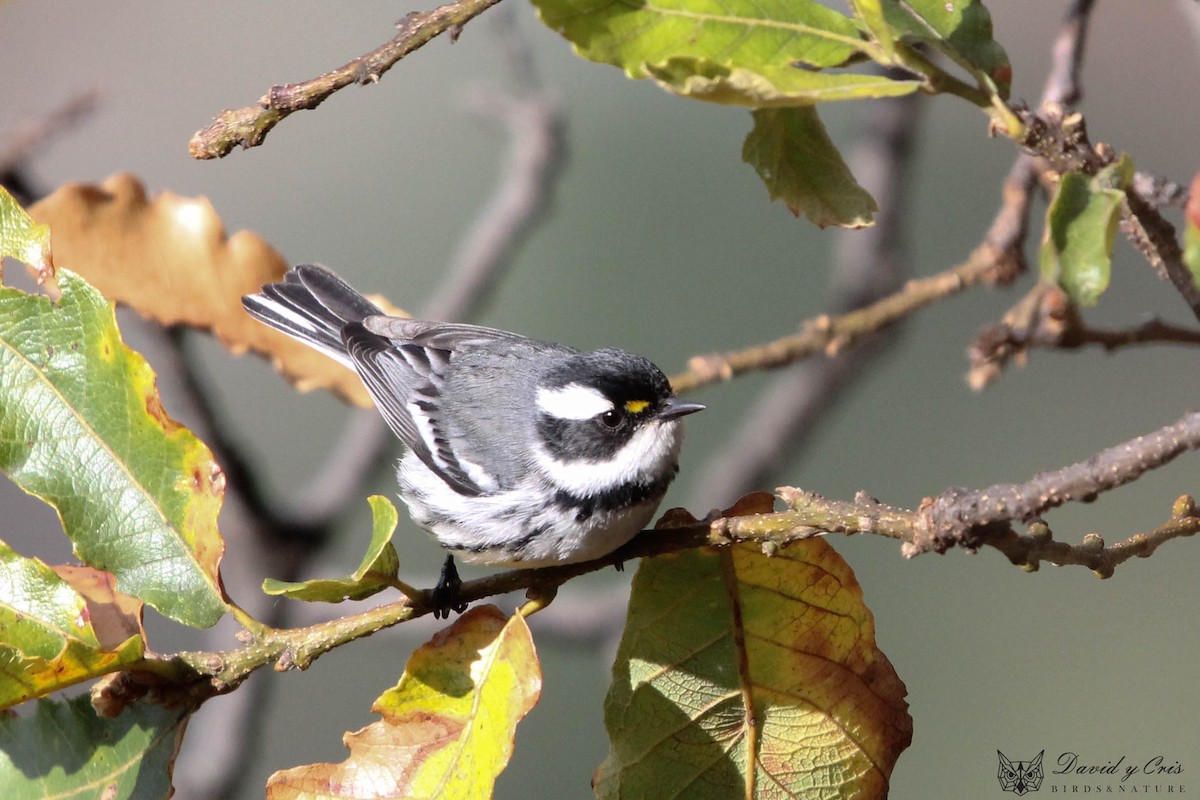 Black-throated Gray Warbler - ML615449182