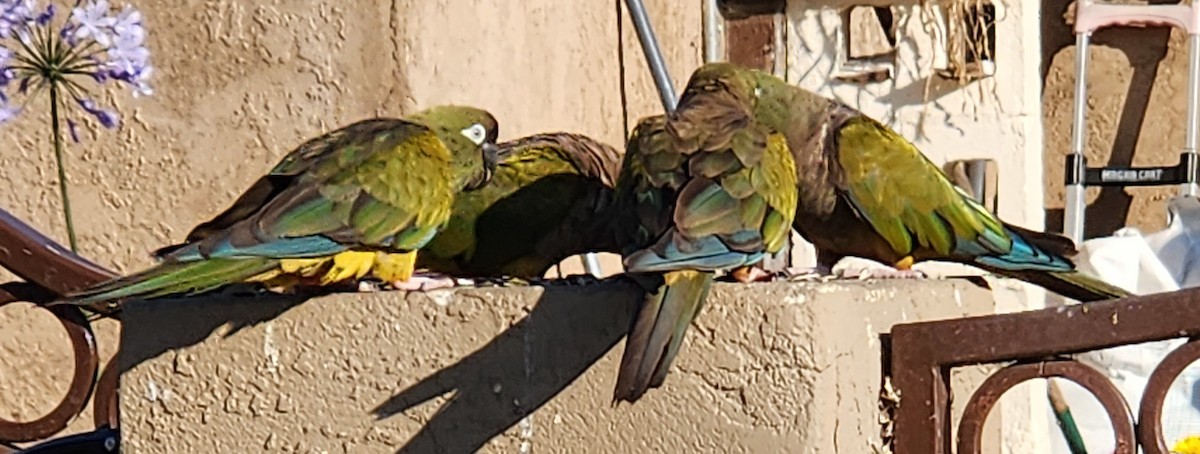 Burrowing Parakeet - Bruce Barrett