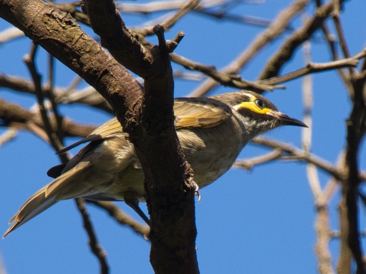 Yellow-faced Honeyeater - Mark Pronger