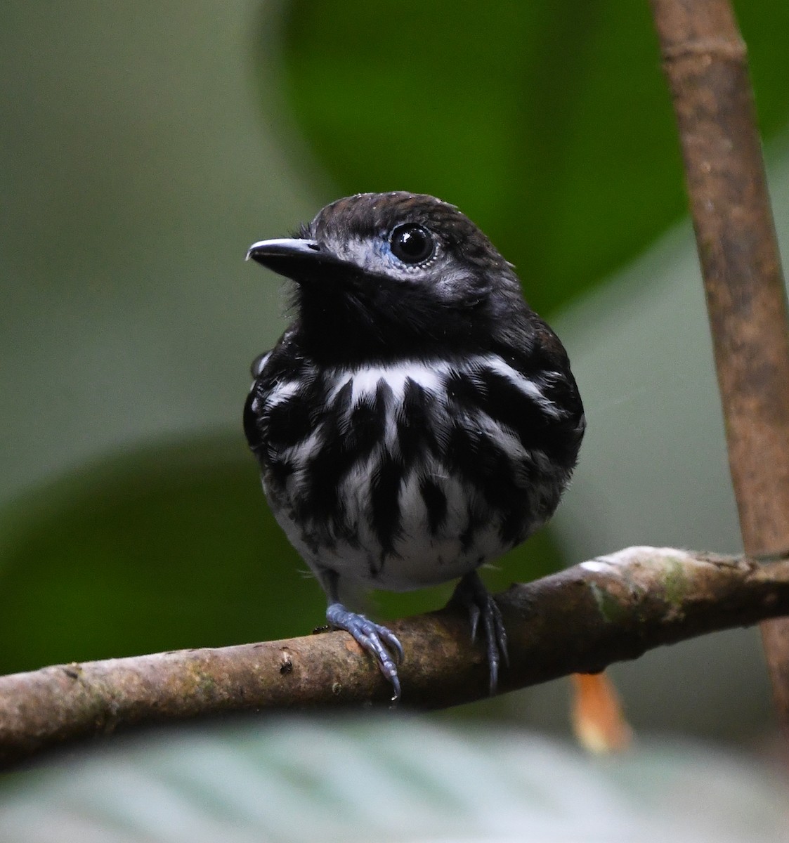 Dot-backed Antbird - ML615449225