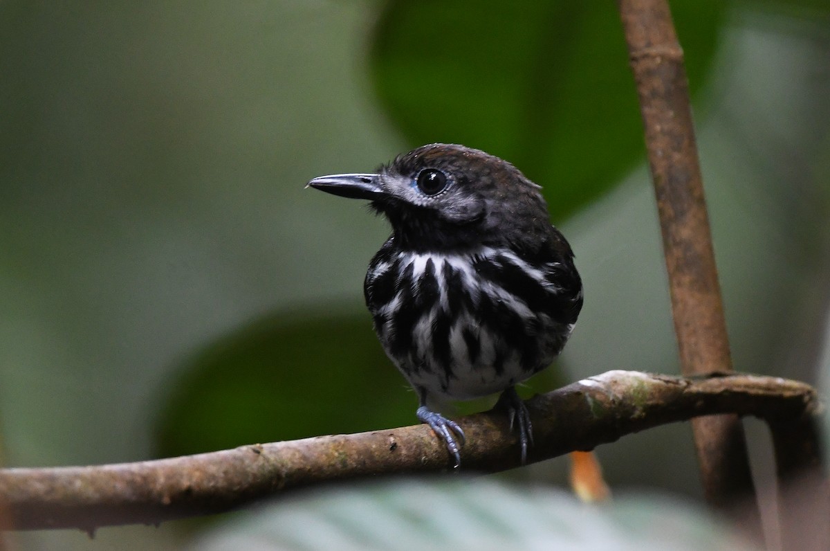 Dot-backed Antbird - ML615449226