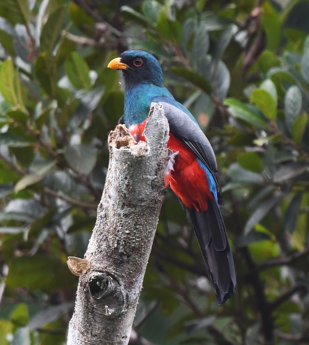 Kara Kuyruklu Trogon - ML615449239