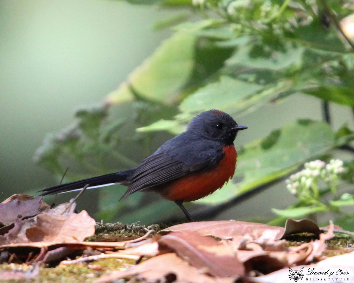 Slate-throated Redstart - ML615449246