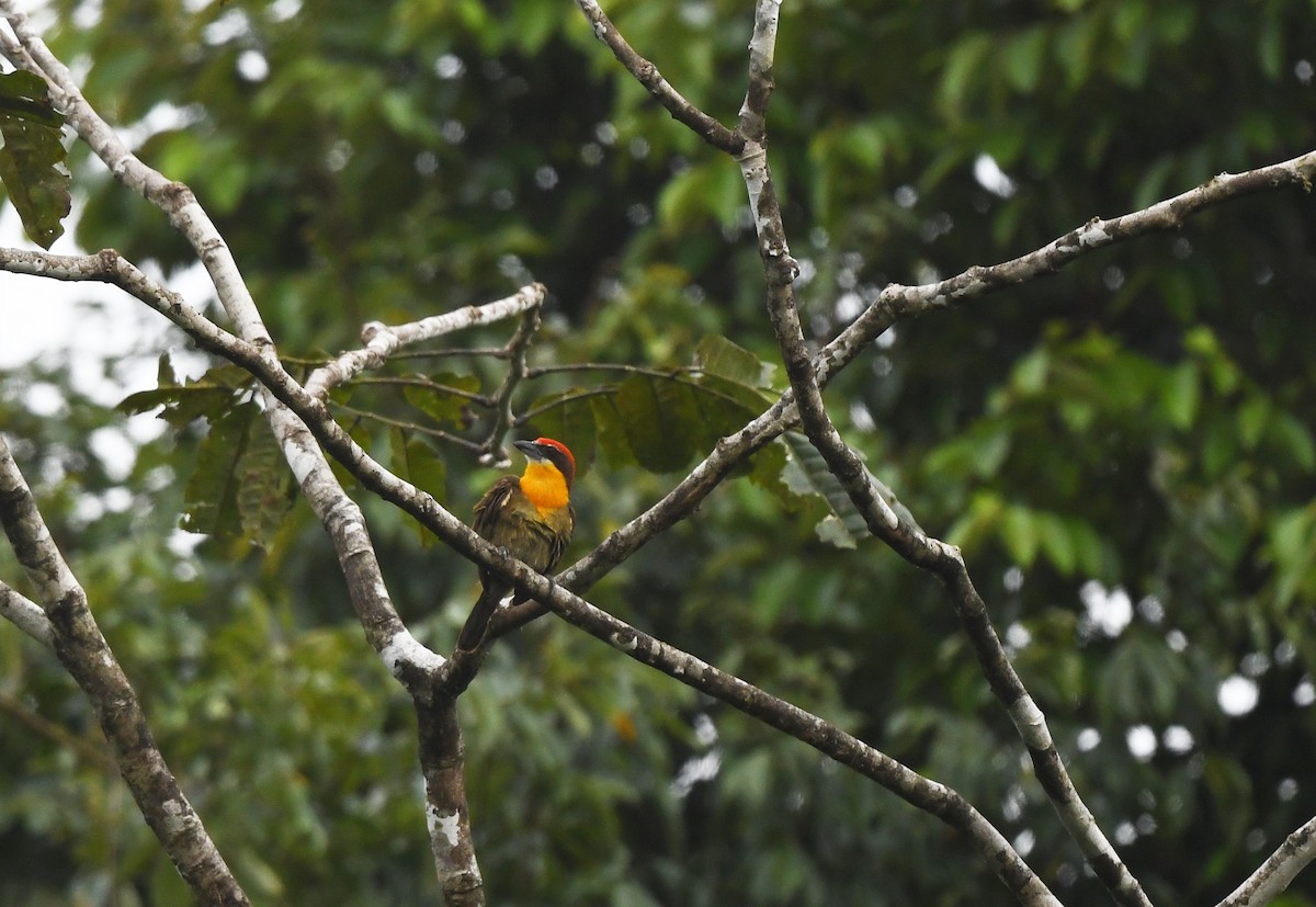 Kırmızı Tepeli Barbet - ML615449250