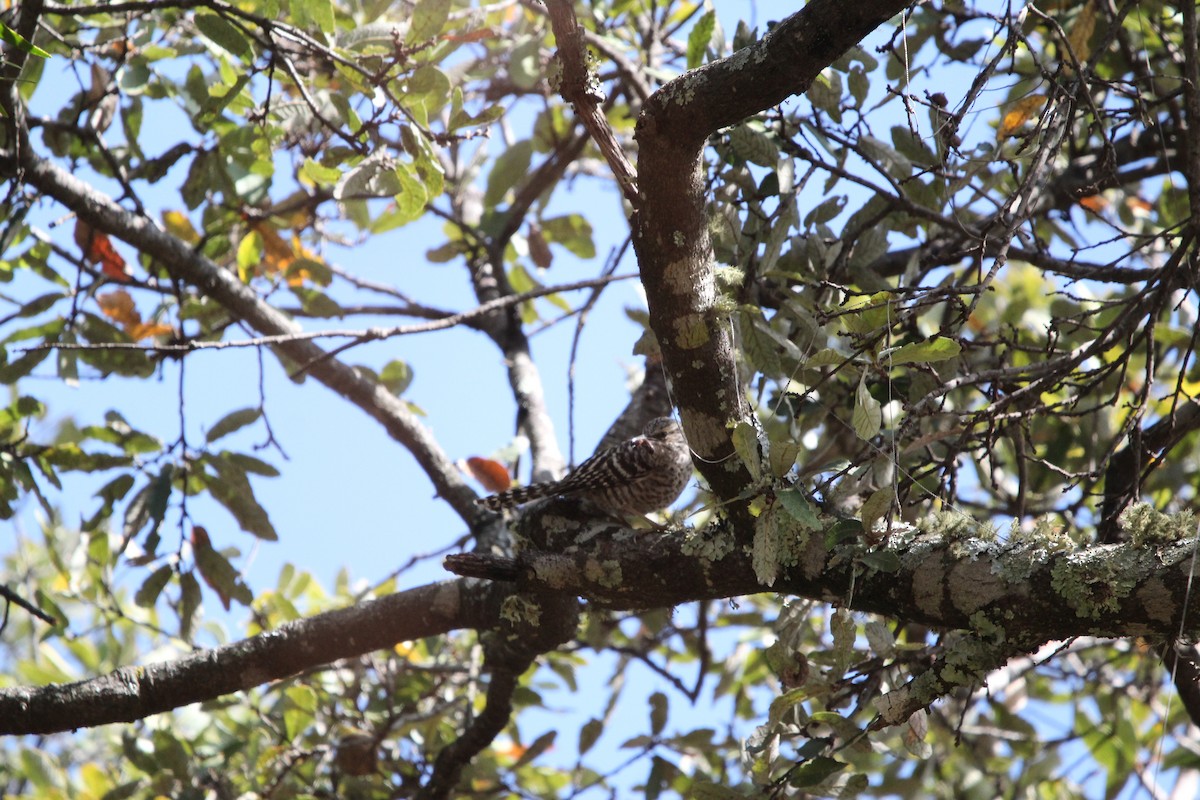 Gray-barred Wren - ML615449274