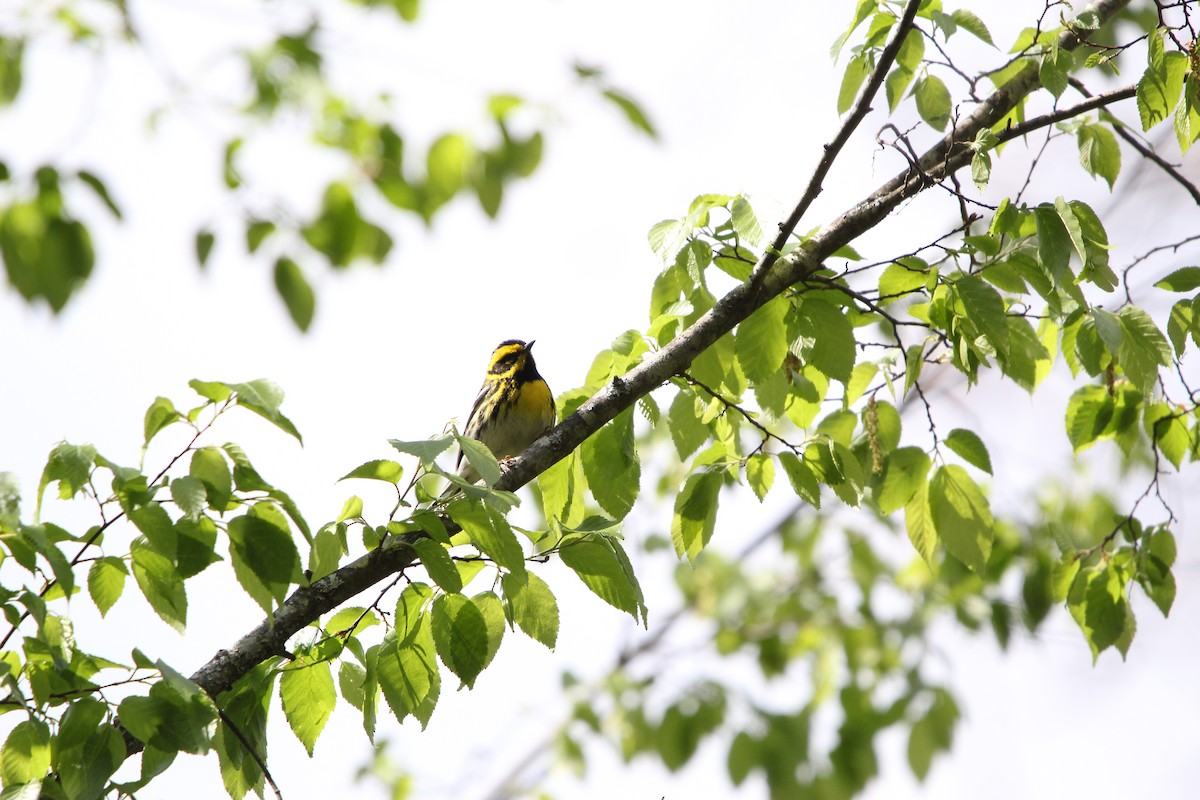 Townsend's Warbler - ML615449286