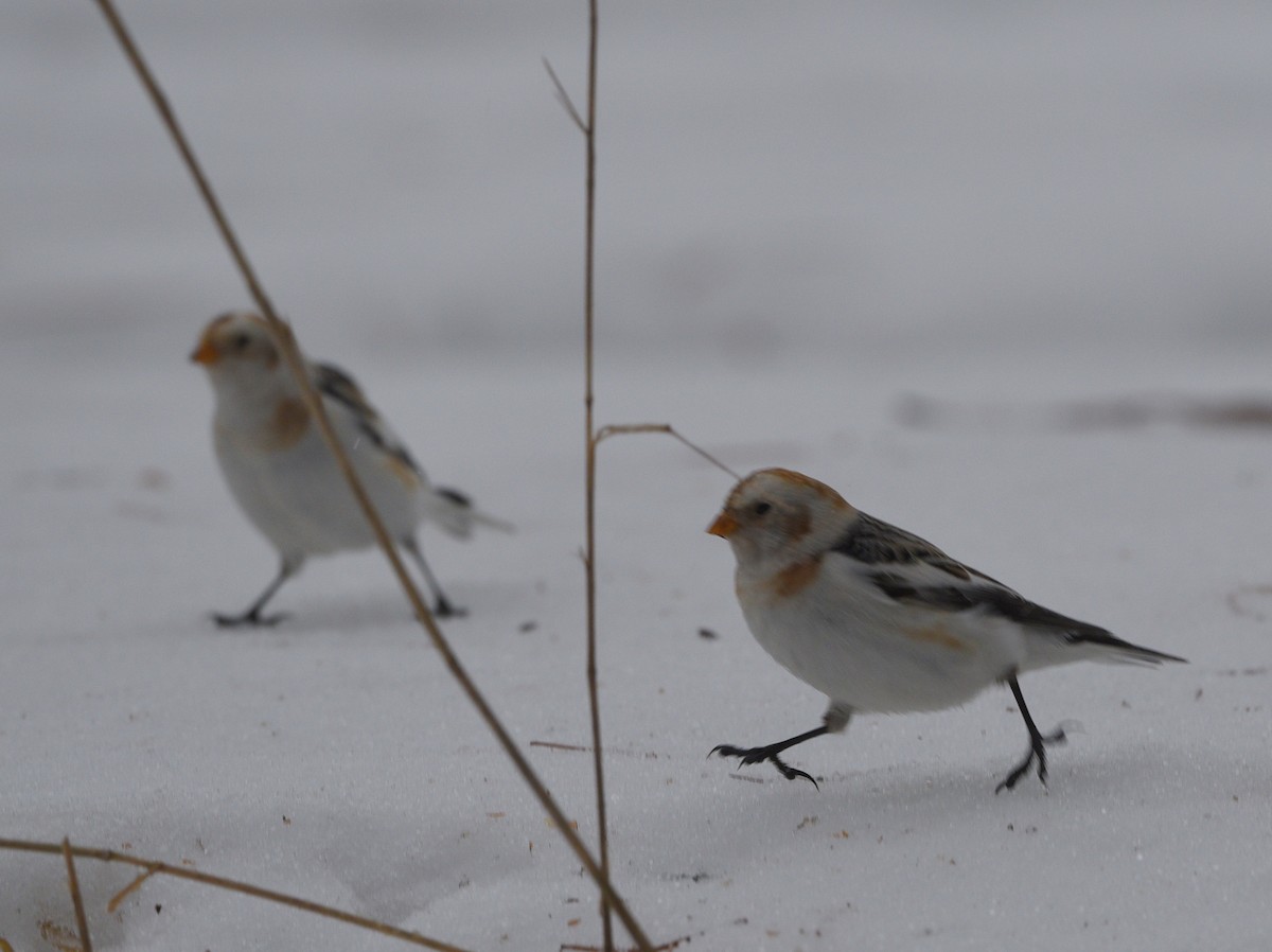 Snow Bunting - ML615449330