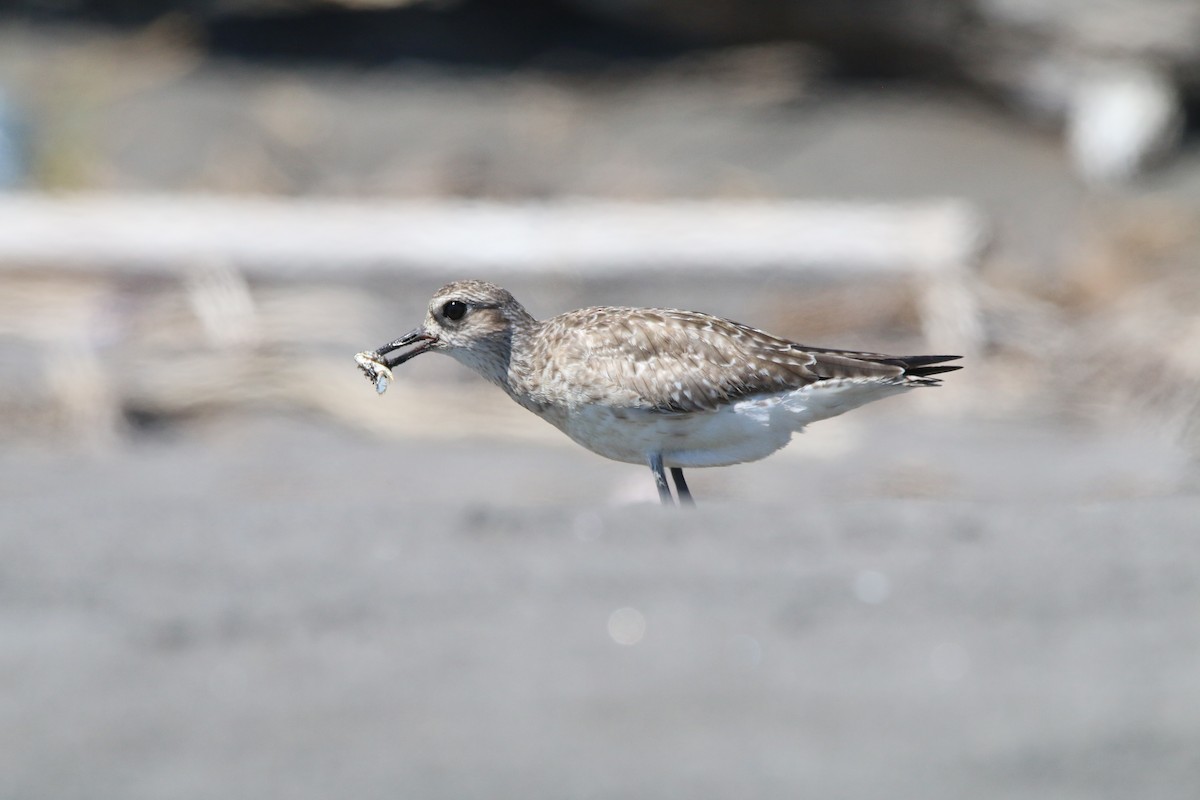 Black-bellied Plover - ML615449335