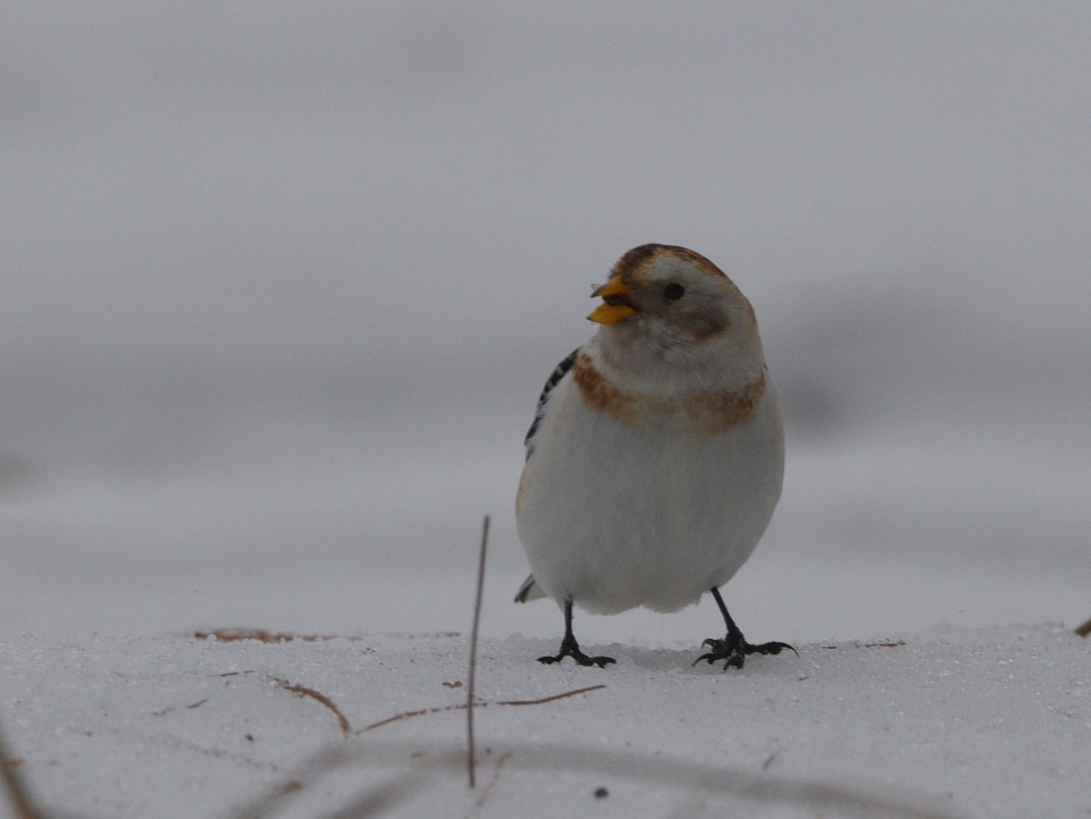 Snow Bunting - ML615449338