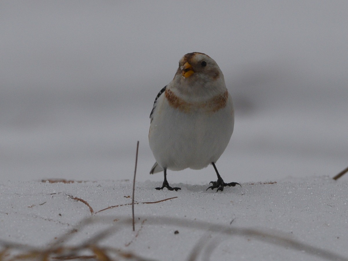 Snow Bunting - ML615449339