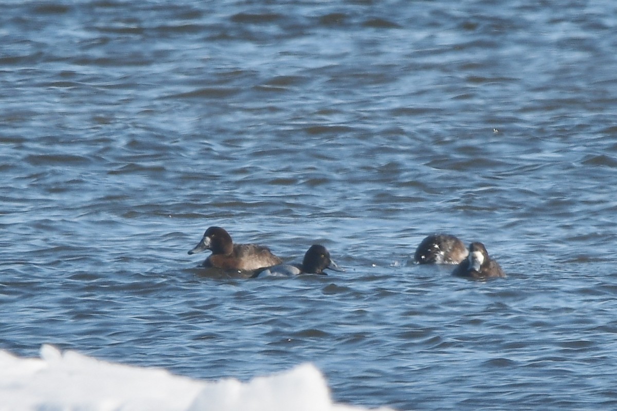 Lesser Scaup - ML615449349