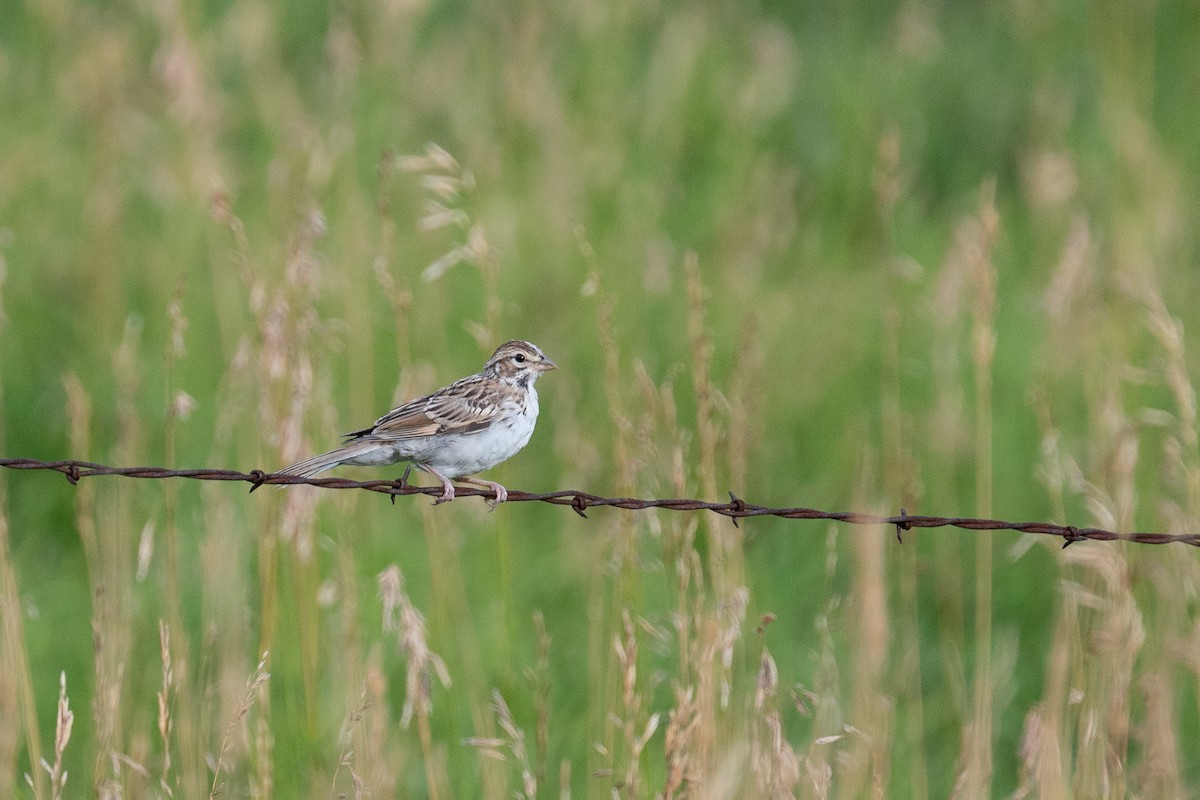 Lark Sparrow - ML615449452