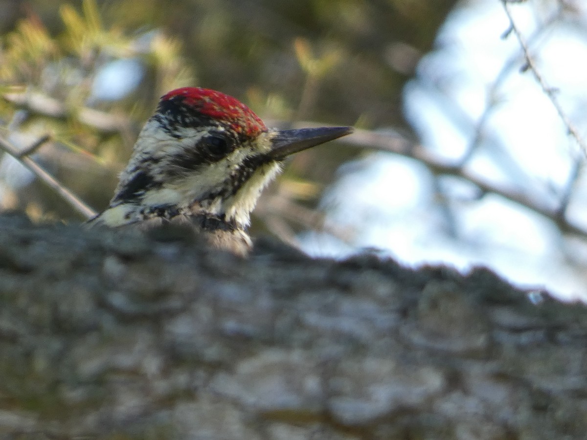 Yellow-bellied Sapsucker - Garry Hayes