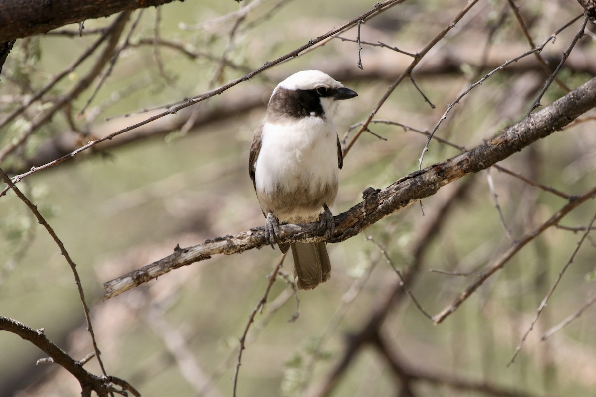 White-crowned Shrike - ML615449485