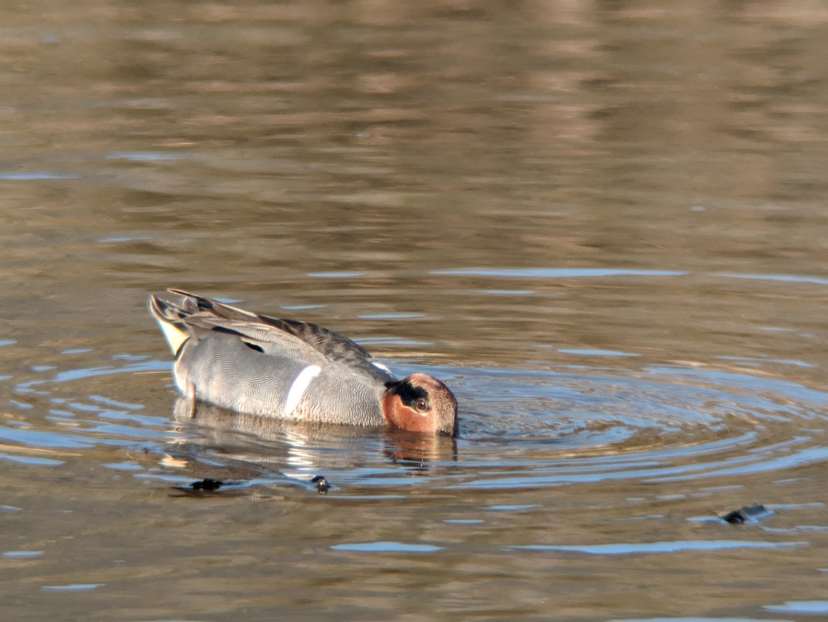 Green-winged Teal (American) - ML615449553