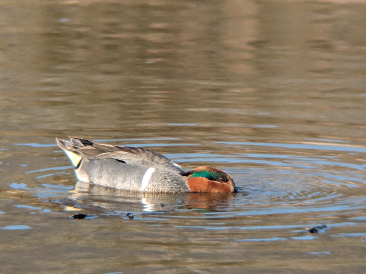 Green-winged Teal (American) - ML615449554