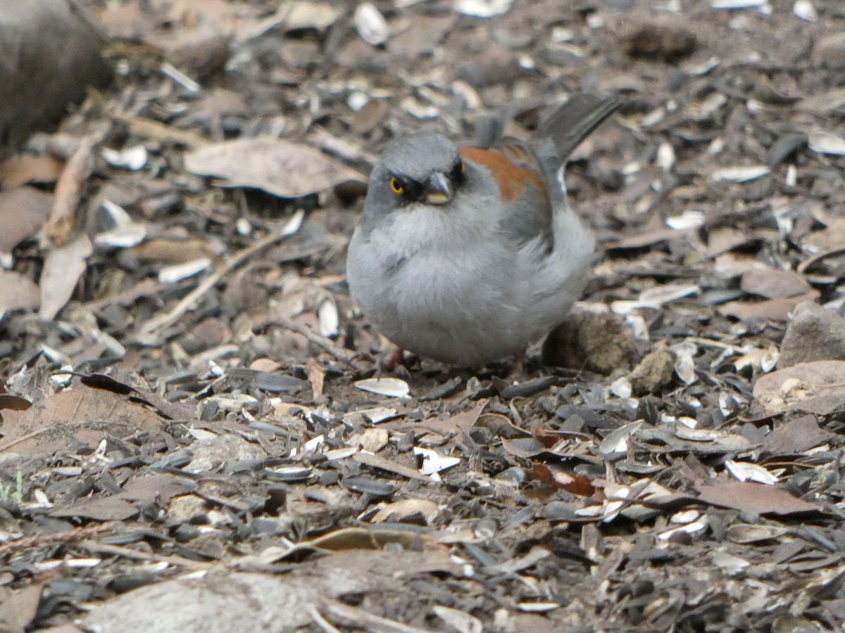 Junco aux yeux jaunes - ML615449568