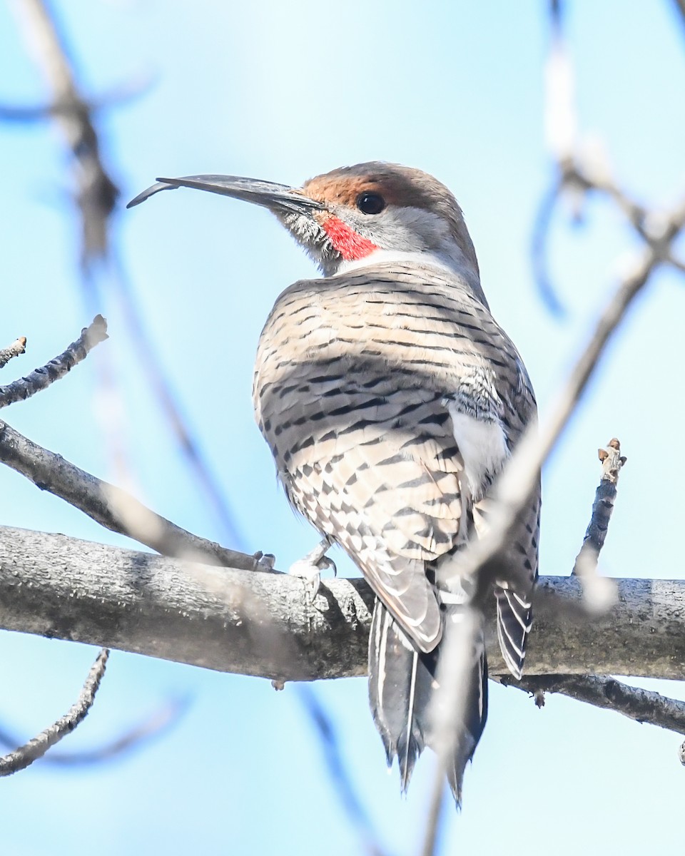 Northern Flicker - Maurice DeMille