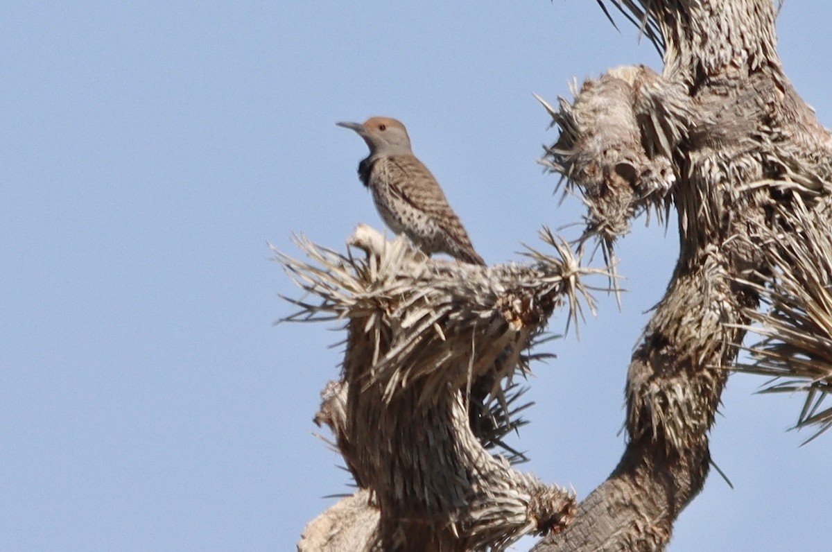 saguarospett - ML615449592