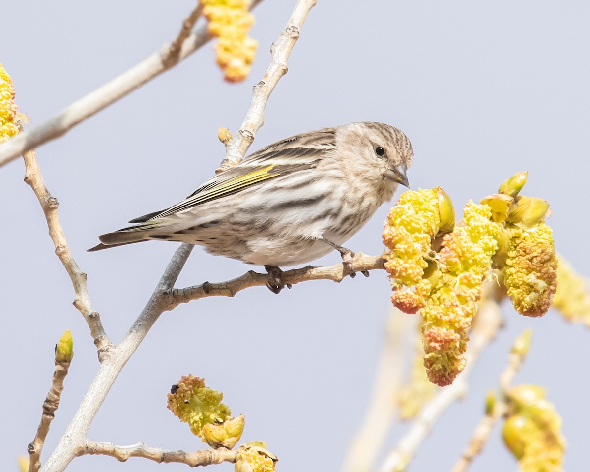 Pine Siskin - ML615449669