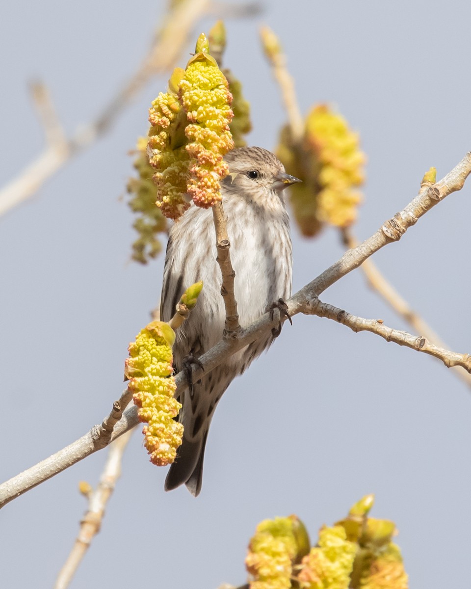 Pine Siskin - ML615449688