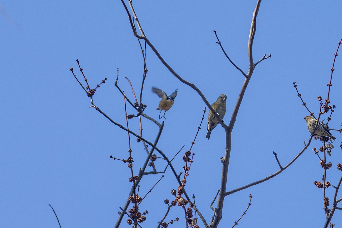 Red-breasted Nuthatch - ML615449722