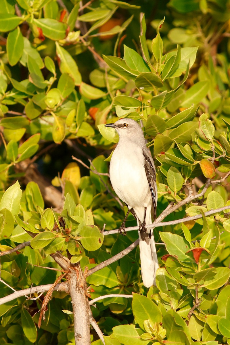 Tropical Mockingbird (Mayan) - ML615449728