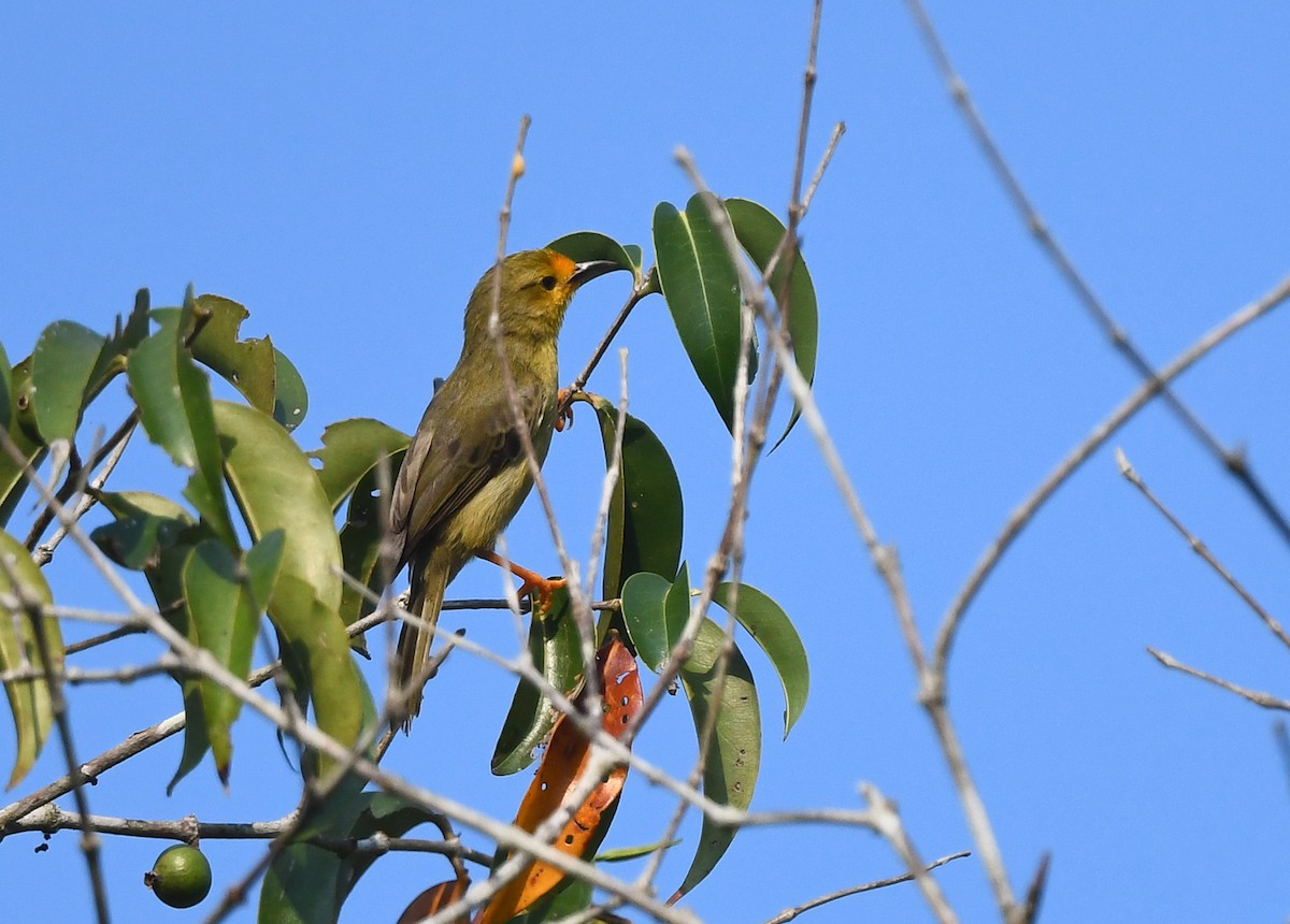 Orange-fronted Plushcrown - ML615449731