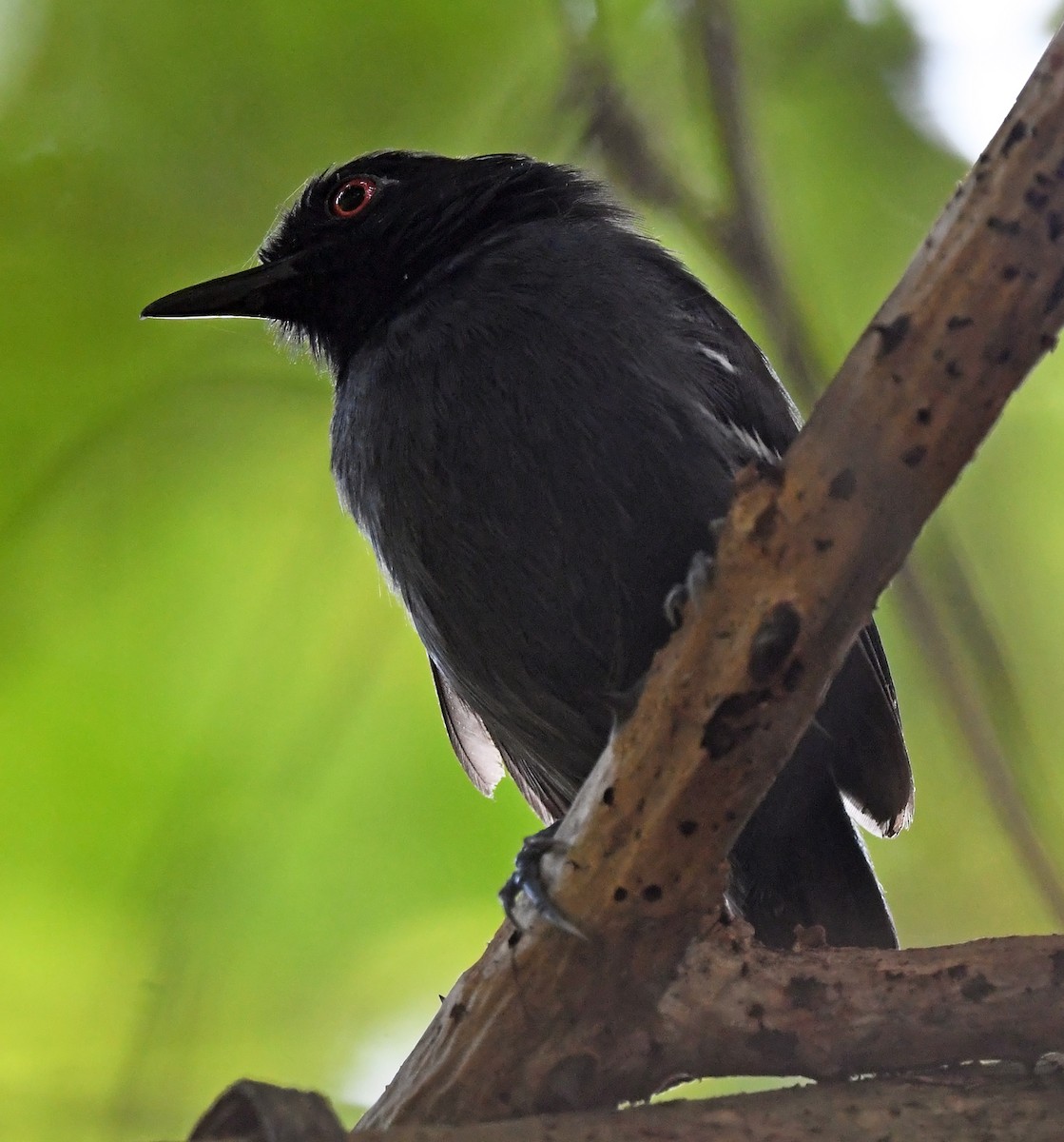 Black-tailed Antbird - Joshua Vandermeulen